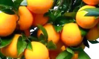 Imagem: Fazenda de Gado, Milho, Laranja, Camarão