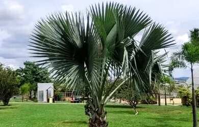 Imagem 4: Lote Condomínio Jardim Veneza 360m²