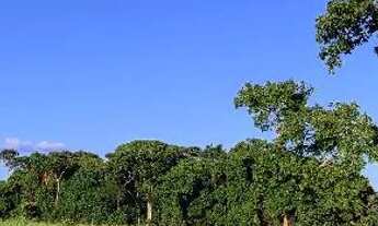 Imagem 6: Chácara em caldazinha