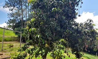 Imagem 6: Sitio em Borda da Mata - MG