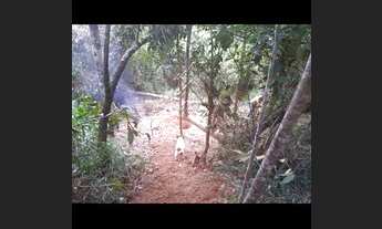 Imagem 3: Lote 7.100 m2 Jardins de Petrópolis Nova Lima MG