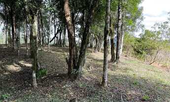 Imagem 5: Terreno em campo alegre c/1000m2
