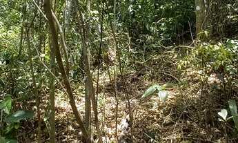 Imagem 5: Terreno 3.600m², topog. 70% declive leve, 20% declive médio, 10% acentuado, 30 min da Capi