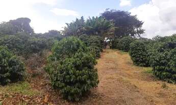 Imagem 3: Vendo terras próximo a Palmeiral contendo 3 hectares . Direto com proprietário