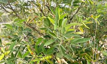 Imagem 6: SÍTIO NO LOTEAMENTO RECANTO DA VIRACAO- RUY BARBOSA