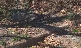 Imagem 2: Terreno de 360 metros em Ribeirão dás Neves bairro São Luiz