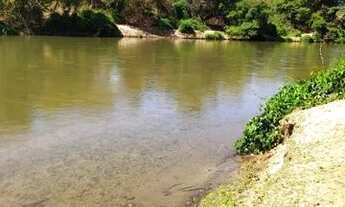 Imagem 3: Vende-se fazenda produtiva p/ criação de gado (porteira fechado com gado