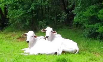 Imagem 5: Vende-se fazenda produtiva p/ criação de gado (porteira fechado com gado