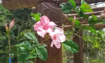 Imagem 3: Sítio em Aracê - Domingos Martins, ES