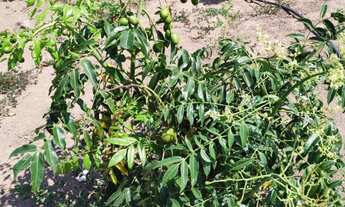 Imagem 7: Chácara 4.000m², à 8km de Jaranápolis-Go, 55 km de Anápolis