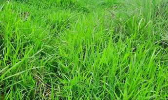 Imagem 4: Sitio 22 hectares valor 195.000