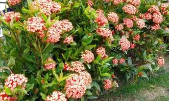 Imagem 7: Casa de condomínio em Rua Conde de Oriola - Jardim Ângela (Zona Sul) - São Paulo/SP