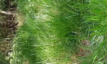 Imagem: Terreno Jardim Maracanã Seropédica