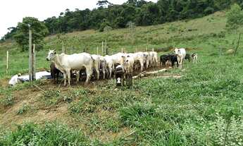 Imagem 7: Fazenda com 5 dormitórios à venda, 1100000 m² em - Argirita/MG