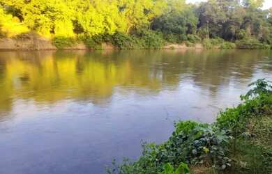 Imagem 7: Vende-se fazenda produtiva p/ criação de gado (porteira fechado com gado