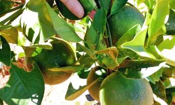 Imagem 7: Lindo Sítio 20.000m² Zona Rural de Cachoeiras de Macacu