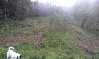 Imagem 3: Lugar Maravilhoso! Sítio com 3,5 Alqueires, Cachoeira e Terra Boa! Delfim Moreira, Sul de