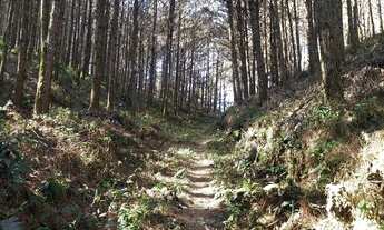 Imagem 7: Fazenda com Reflorestamento de Pinus (20 anos) e Eucaliptos (10 anos