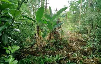 Imagem 7: Chácara com tanque de peixe em quitandinha