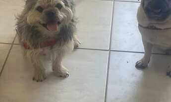 Imagem 5: Vendo os 2 um de raça