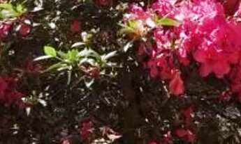 Imagem 6: TERRENO - VILA ALPINA - SP