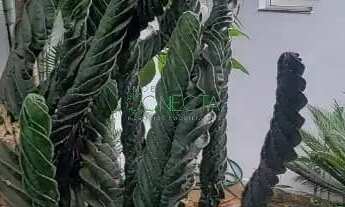 Imagem 6: Casa | Universitário