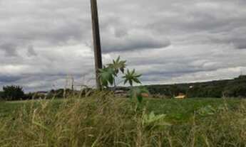 Imagem 2: Chacara em Londrina 5.800 m2 no limoeiro