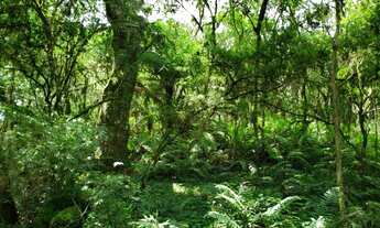 Imagem 3: Belíssimo Terreno em Urupema