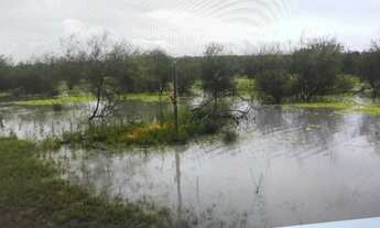 Imagem 6: Fazenda em são Paulo do Potengi com 290 hectares