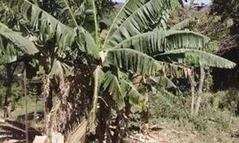 Imagem 6: Vendo ou troco chácara