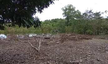 Imagem 6: Sítio no Araçá (BR 319) - R$ 15 mil