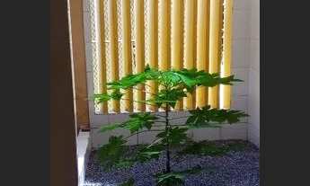 Imagem 6: We- Excelente Casa para venda tem 172m² com 4 quartos em Casa Caiada, a 300 metros da orla