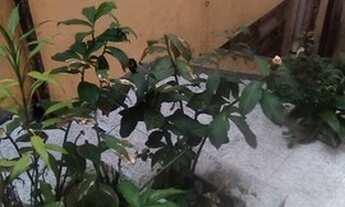 Imagem: Vendo - Prédio - Pelourinho - Bem localizado