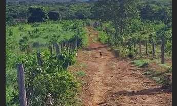 Imagem 5: Fazenda 137 há Arinos MG