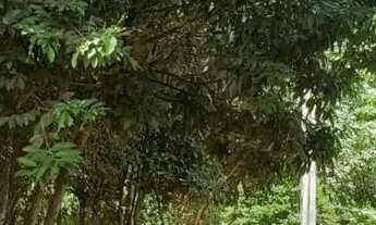 Imagem 7: Sítio em MG 432 KM 15.7 - Caracóis de Baixo - Esmeraldas/MG