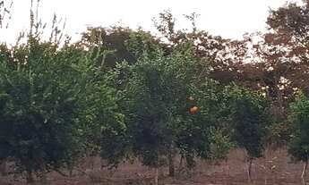 Imagem 4: Vende se sitio Chácara com venda por R$180.000