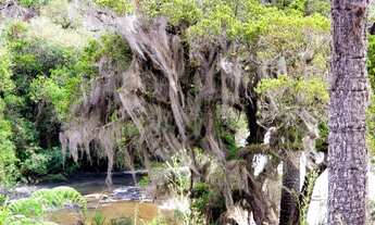 Imagem 6: Belíssimo Terreno em Urupema