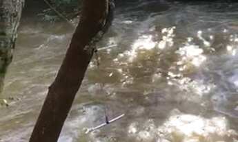 Imagem 4: VENDO CHÁCARAS DE 20 MIL M2 REGIÃO DO CAPIVARI ANAPOLIS