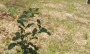 Imagem 2: Fazenda/Sítio/Chácara para venda com 7000 metros quadrados com 1 quarto