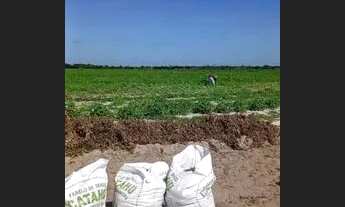 Imagem 2: Lotes no perímetro irrigado chapadão de Russas