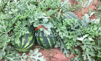 Imagem 4: Fazenda em Quijingue - Centro - Quijingue/BA