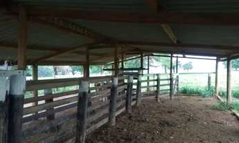 Imagem 6: Chácara Completa de 7 Alqueires à Venda em São Luís de Montes Belos GO