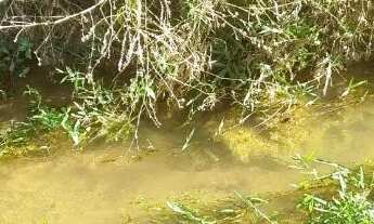 Imagem 7: Chácara com casa e poço de peixe