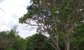 Imagem 3: Terreno 60x100m Árvores Verdes