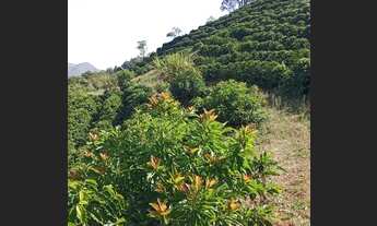 Imagem: Passo terreno com produção