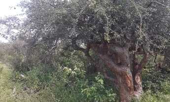 Imagem: Terreno para chácara e plantios valor 60.000