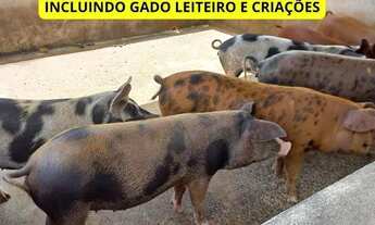 Imagem 2: Fazenda a venda planaltina escriturada dupla aptidão