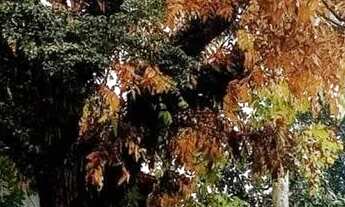 Imagem 7: Inbox Cia Imobiliária Vende Casa Comercial Histórica no Centro de Bento Gonçalves