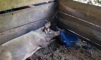 Imagem 3: Área de terra bairro Picada Holanda, Picada Café. RS Ref.:171