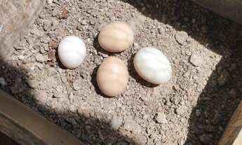 Imagem 2: Venda ou troca pego imóvel e veículo